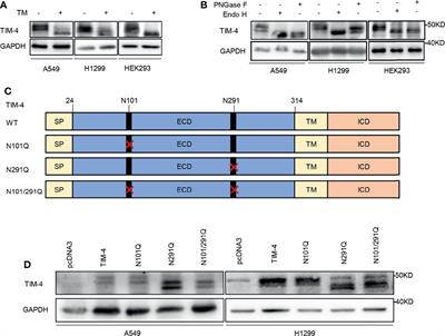 N-Glycosylation at Asn291 Stabilizes TIM-4 and Promotes the Metastasis of NSCLC